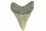 Fossil Megalodon Tooth - North Carolina #365992-1
